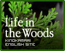 英語版きのかまり